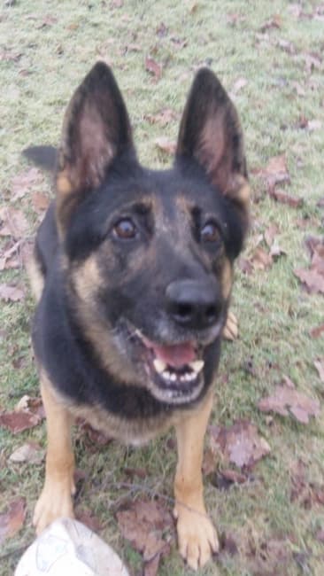 Sheba, a 6 years old female German Shepherd available for adoption from Dog Help Us in West Midlands