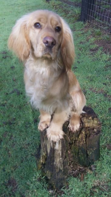 Benny, a 10 months old male Cocker Spaniel available for adoption from Dog Help Us in West Midlands