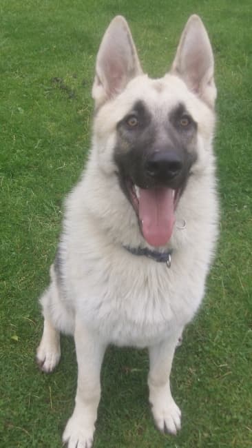 Marshall, a 10 months old male German Shepherd available for adoption from Dog Help Us in West Midlands