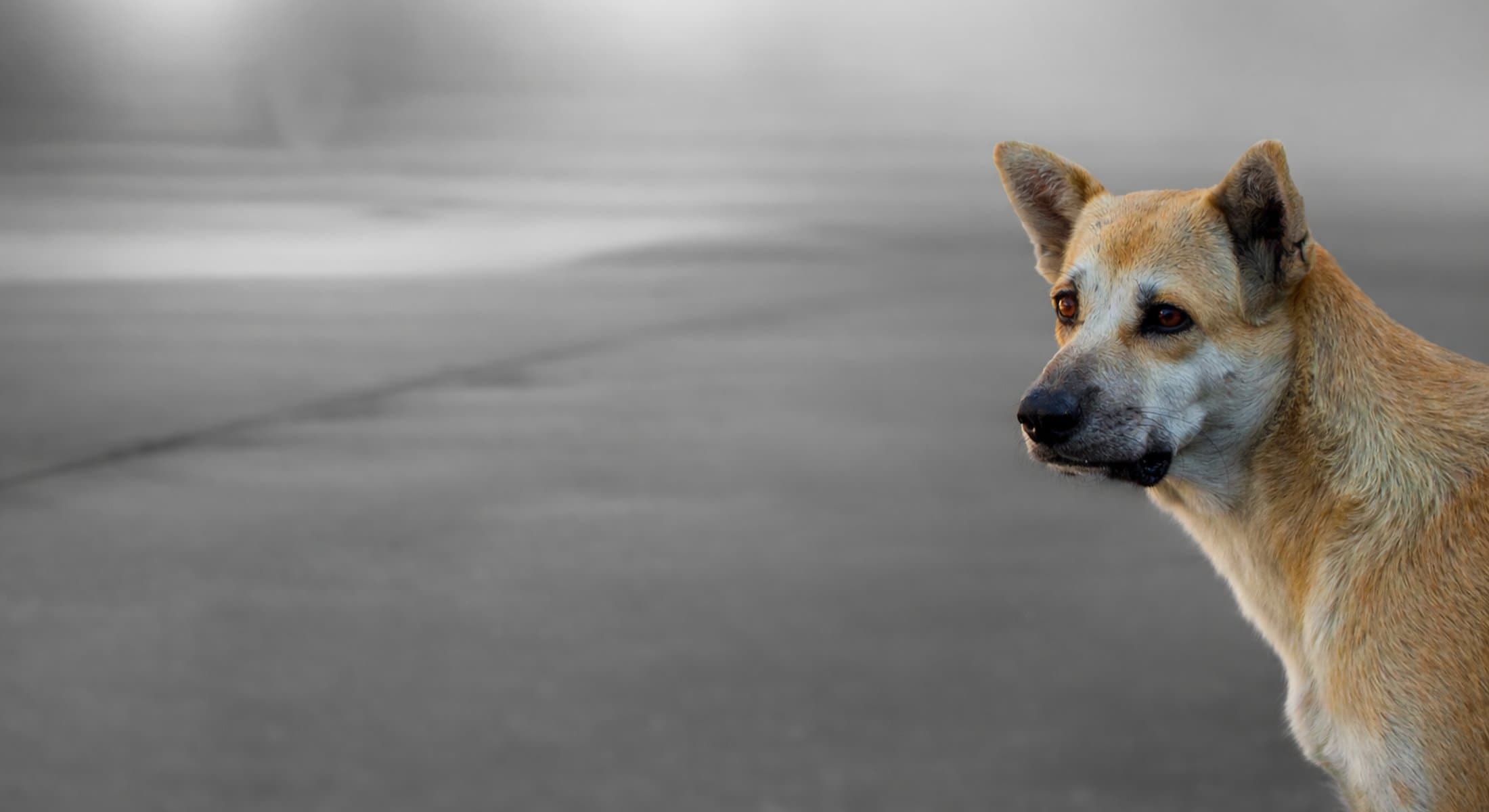 Rescue dog in a home setting, representing dogs looking for adoption in the UK