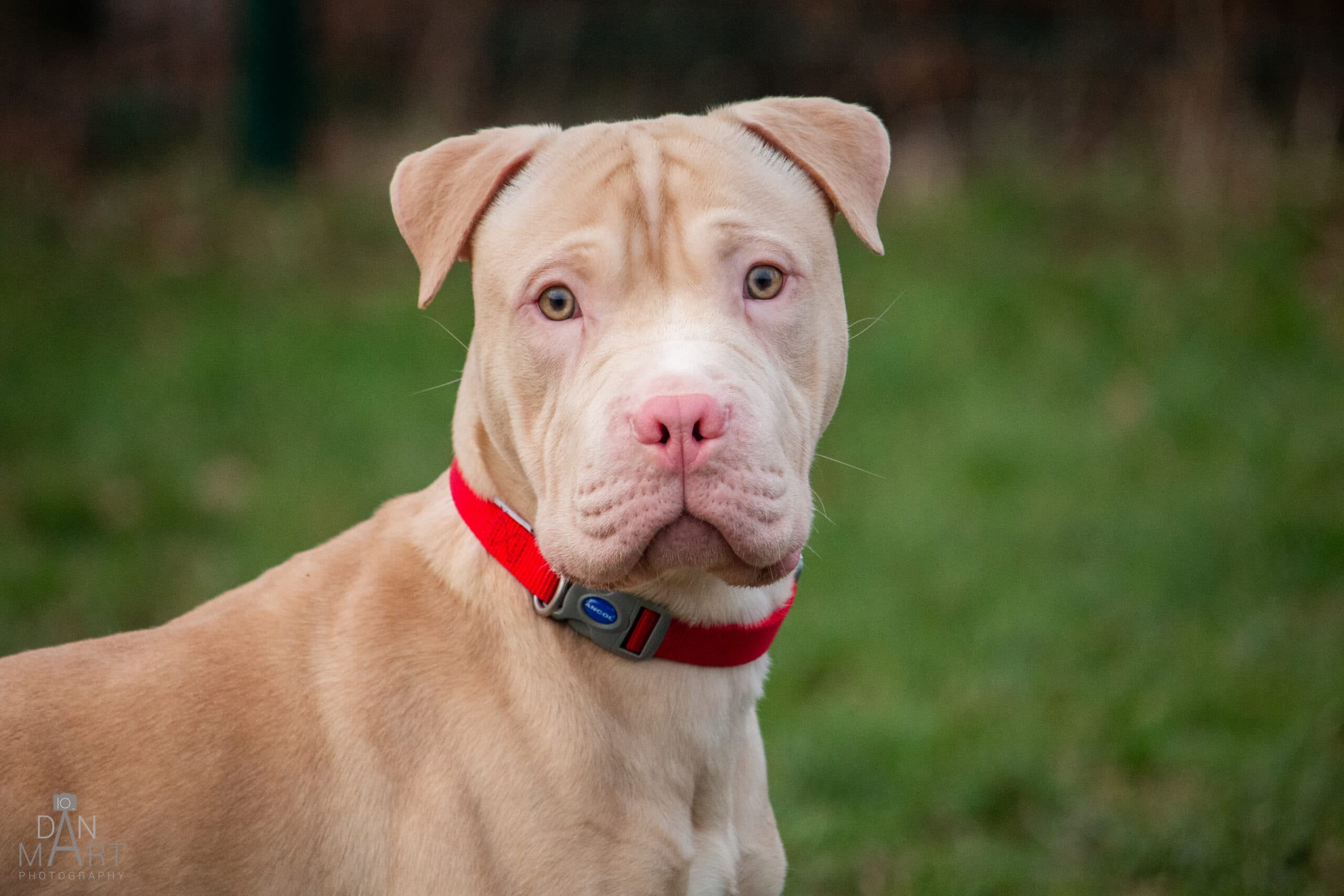 Casper, a 9 months old male Shar Pei available for adoption from Ashbourne Animal Welfare in Derbyshire