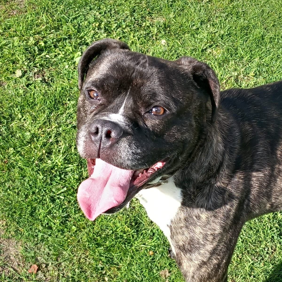 Milo, a 6 years old male Boxer available for adoption from Barnsley Animal Rescue in South Yorkshire
