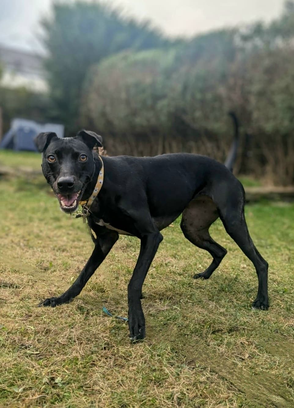 Pixie, a 7 years old female Lurcher available for adoption from Barnsley Animal Rescue in South Yorkshire