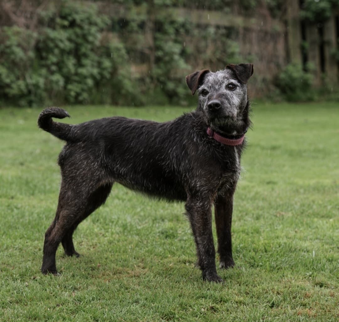 Millie, a 15 years old female Patterdale Terrier available for adoption from Barnsley Animal Rescue in South Yorkshire