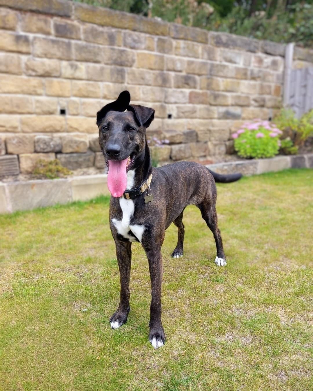Maisie, a 4 years old female Dutch Shepherd available for adoption from Barnsley Animal Rescue in South Yorkshire
