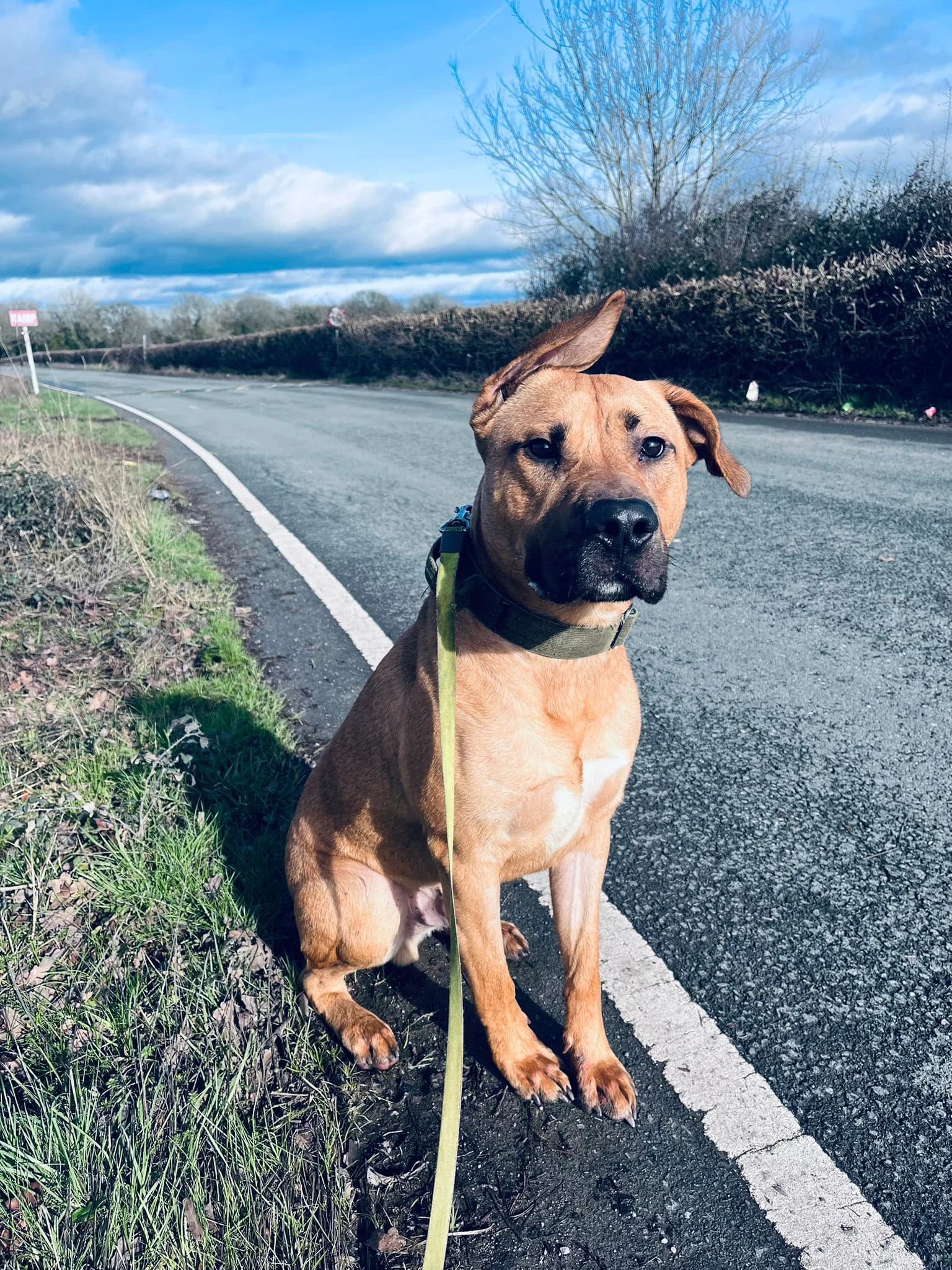 Jet, a Unknown old male Bullmastiff available for adoption from Celandine Wood in Wales