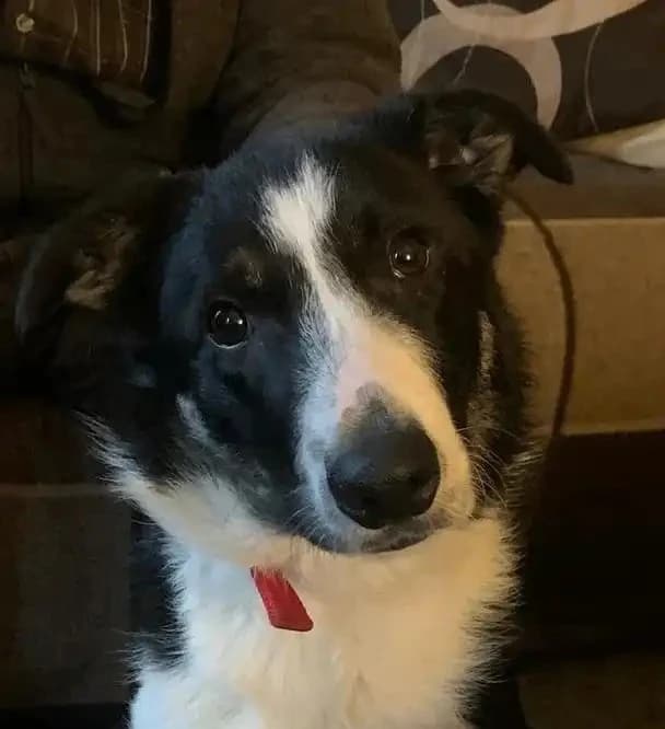 Fergie, a 10 months old unknown Border Collie available for adoption from Congleton Dog Rescue in Cheshire