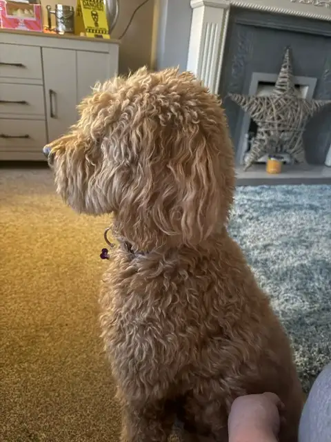 Sky, a 5 years old female Golden Retriever X Poodle available for adoption from Congleton Dog Rescue in Cheshire