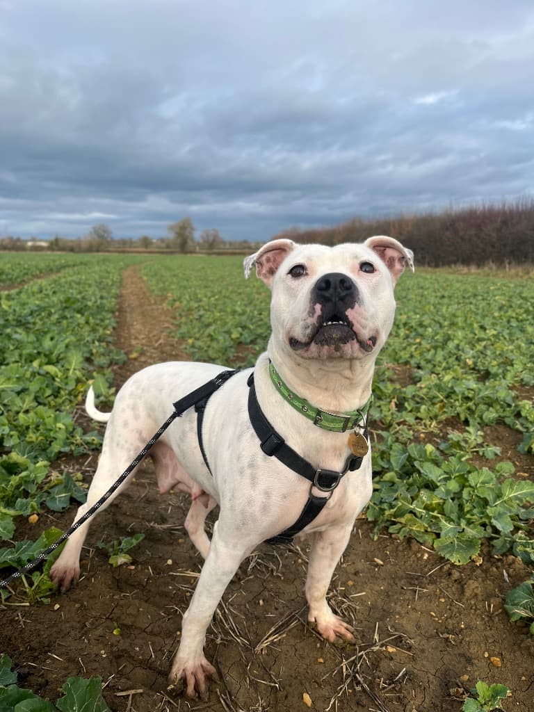 Cleo, a 5 years old female Staffordshire Bull Terrier available for adoption from Cotswolds Dogs & Cats Home in Gloucestershire