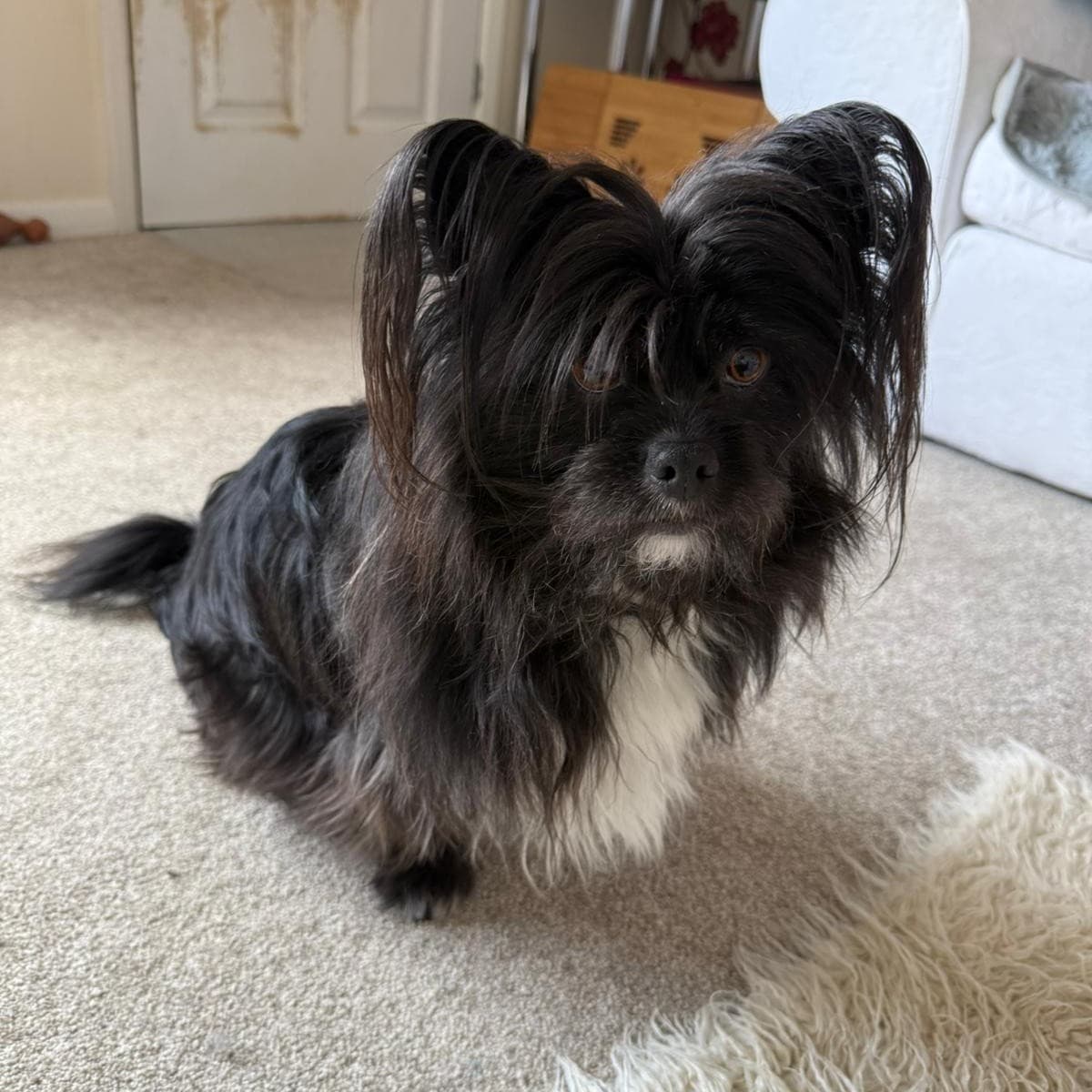 Papi, a 6 years old male Papillon X Yorkshire Terrier available for adoption from Dogs Friends in Somerset