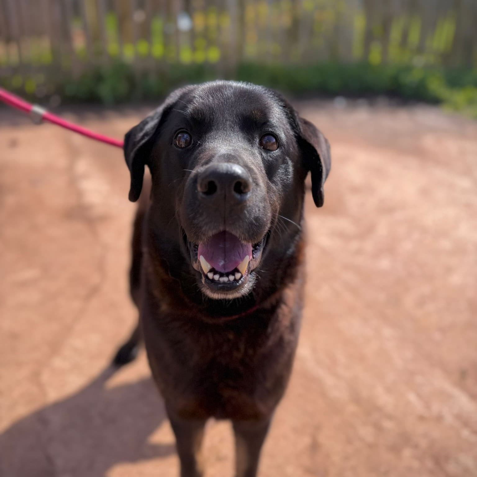 Atlas, a Unknown old male Labrador x Alaskan Malamute available for adoption from Dogs Friends in Somerset