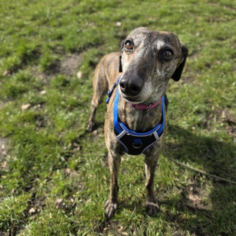 Cliff, a 6 years old male Whippet available for adoption from Durham Dogs & Cats Home in County Durham