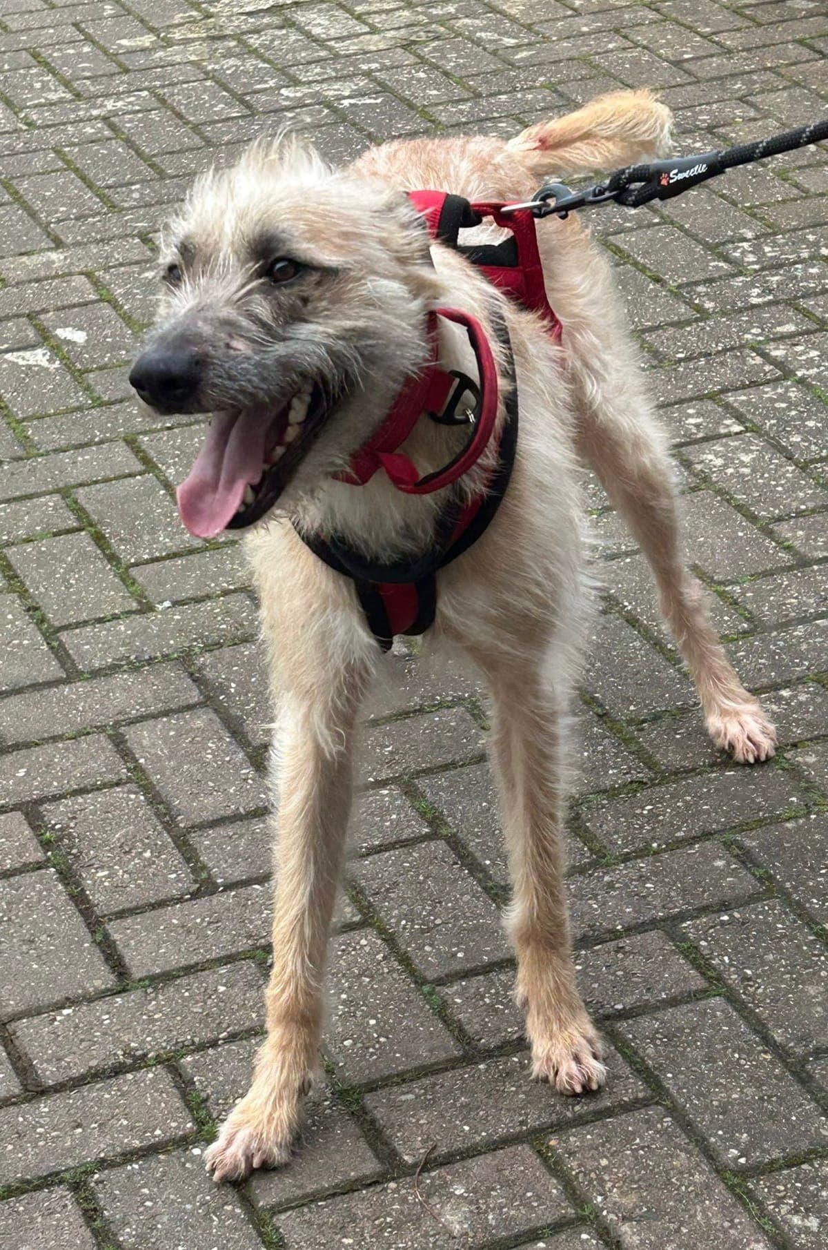 Ralph, a 2 years old unknown Deerhound available for adoption from Midlands Dog Rescue in Northamptonshire