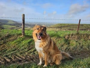 Albie, a 4 years old male Border Collie available for adoption from Fur Buddies in Hampshire