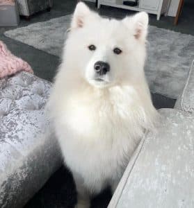 Albus, a 8 years old male Samoyed available for adoption from Fur Buddies in Hampshire