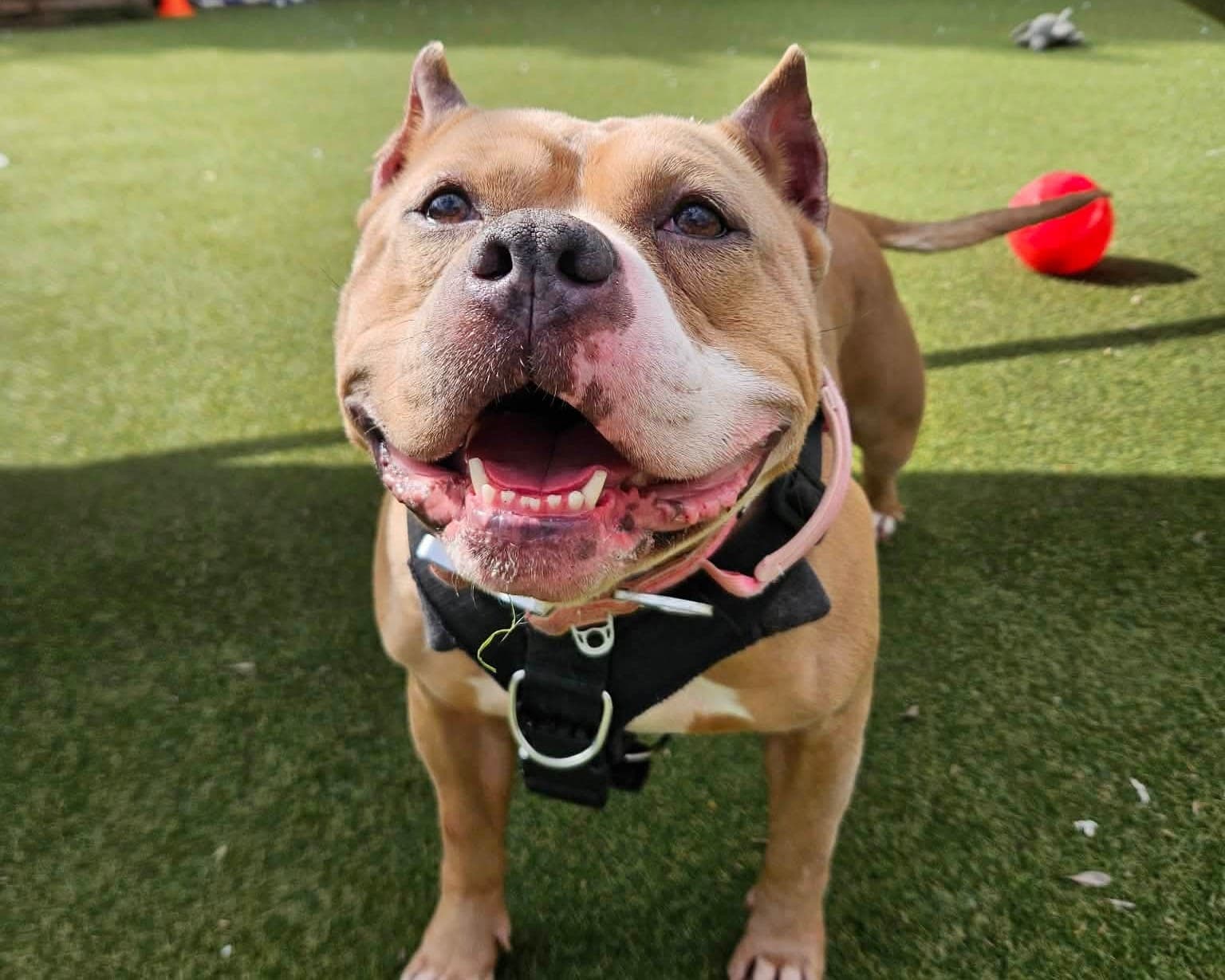 Pumpkin, a 4 years old female Crossbreed available for adoption from Cheltenham Animal Shelter in Gloucestershire