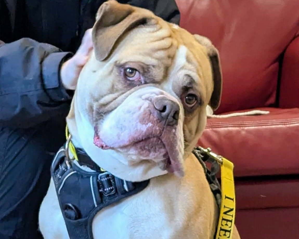 Duggie, a 5 years old male Crossbreed available for adoption from Cheltenham Animal Shelter in Gloucestershire