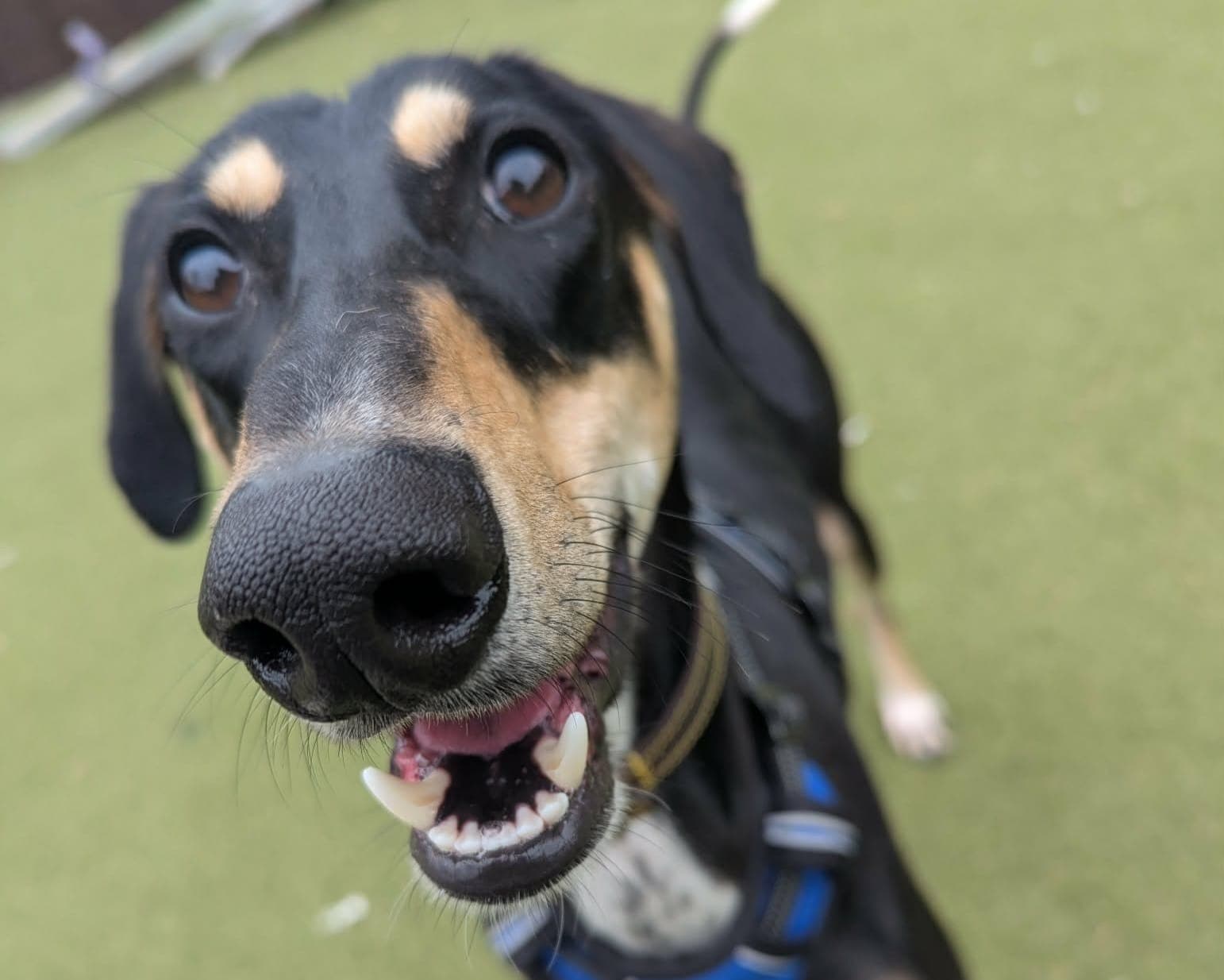 Rolo, a 2 years old male Saluki available for adoption from Cheltenham Animal Shelter in Gloucestershire