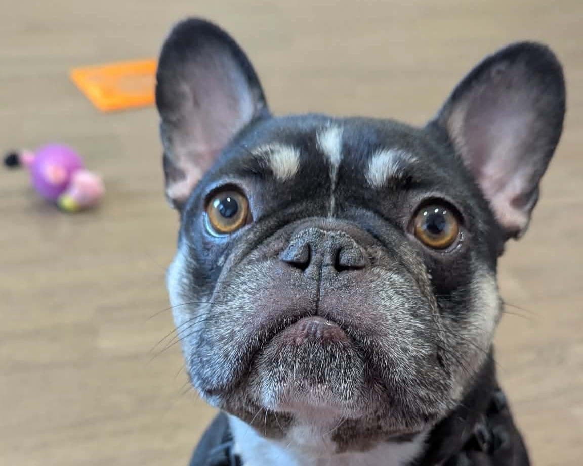 Mabel, a 3 years old female French Bulldog available for adoption from Cheltenham Animal Shelter in Gloucestershire