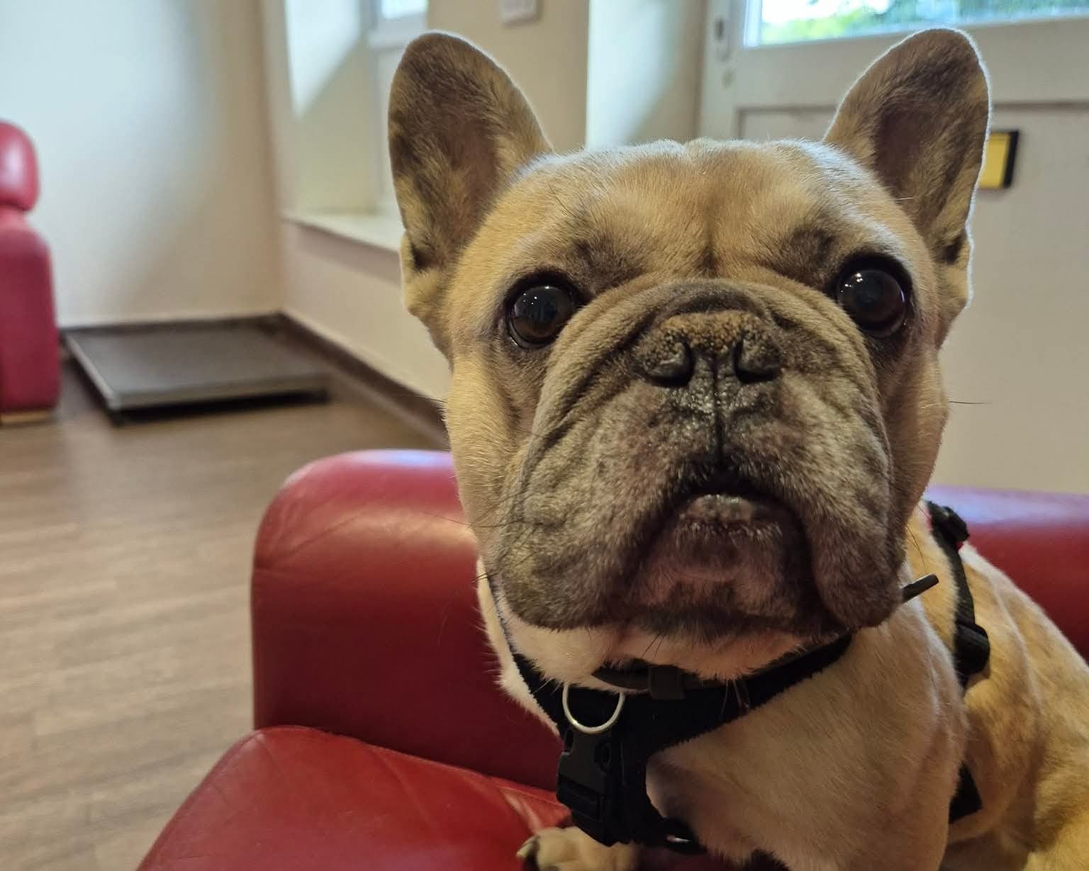 Stitch, a 8 years old male French Bulldog available for adoption from Cheltenham Animal Shelter in Gloucestershire