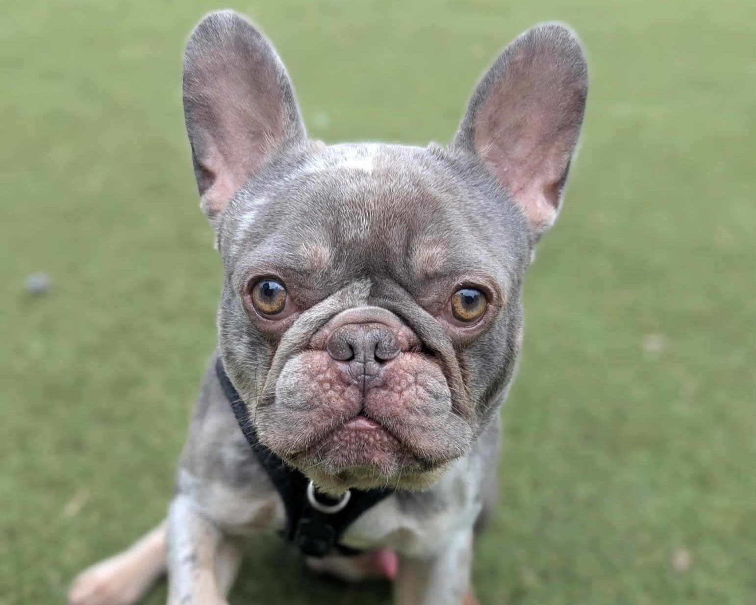 Yoda, a 2 years old male French Bulldog available for adoption from Cheltenham Animal Shelter in Gloucestershire