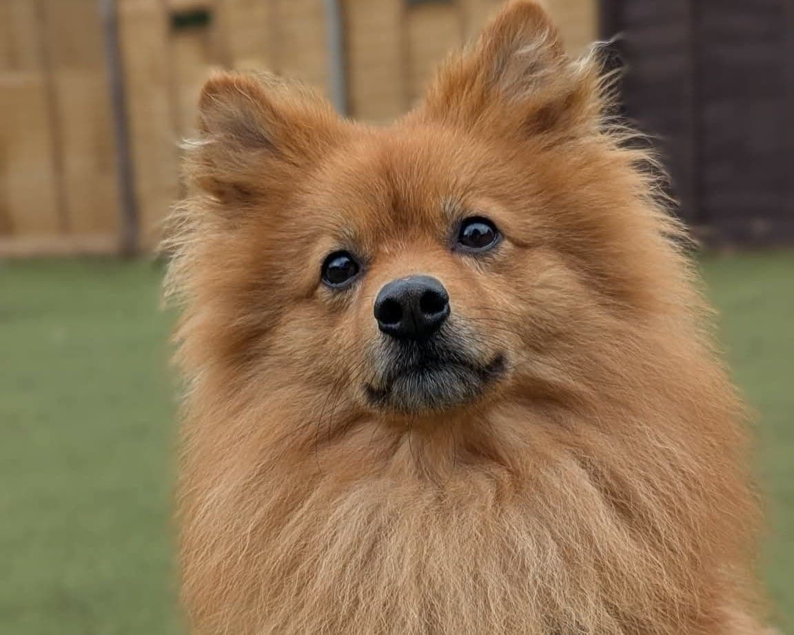 Little Rolo, a 4 years old male Pomeranian available for adoption from Cheltenham Animal Shelter in Gloucestershire