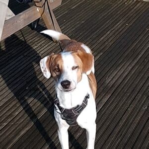 Loki, a 18 years old male Foxhound x Beagle available for adoption from Guardian Angels Dog Rescue in Kent