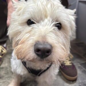 Albert, a 3 years old male West Highland White Terrier available for adoption from Guardian Angels Dog Rescue in Kent
