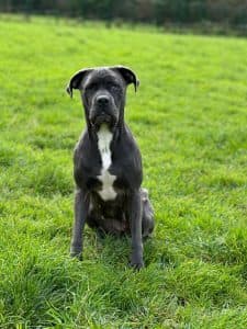 Margot, a 3 years old female Mastiff available for adoption from Happy Landings in Somerset