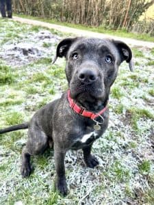 Kecko, a 1 year old female Unknown available for adoption from Happy Landings in Somerset