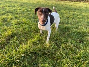 Rolo, a 11 months old male English Springer Spaniel available for adoption from Happy Landings in Somerset