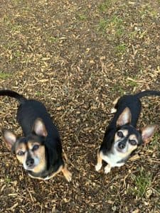Rosie & Ava, a 10 years old female Chihuahua available for adoption from Happy Landings in Somerset