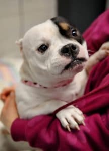 Keila, a Unknown old female Pocket Bully available for adoption from Happy Landings in Somerset