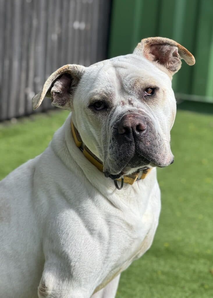Alfie, a 5 years old male Mastiff available for adoption from HYPS - Helping Yorkshire Poundies in South Yorkshire