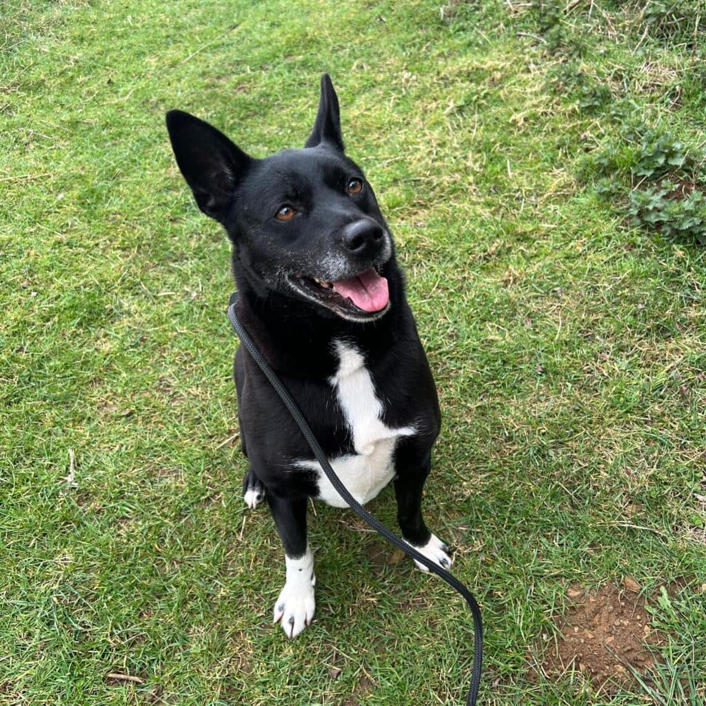 Bailey, a 5 years old male Crossbreed available for adoption from Animal Helpline in Cambridgeshire