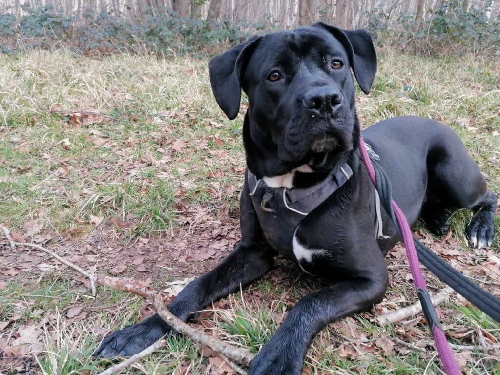 Jasmine, a 2 years old male Cane Corso available for adoption from Animal Helpline in Cambridgeshire