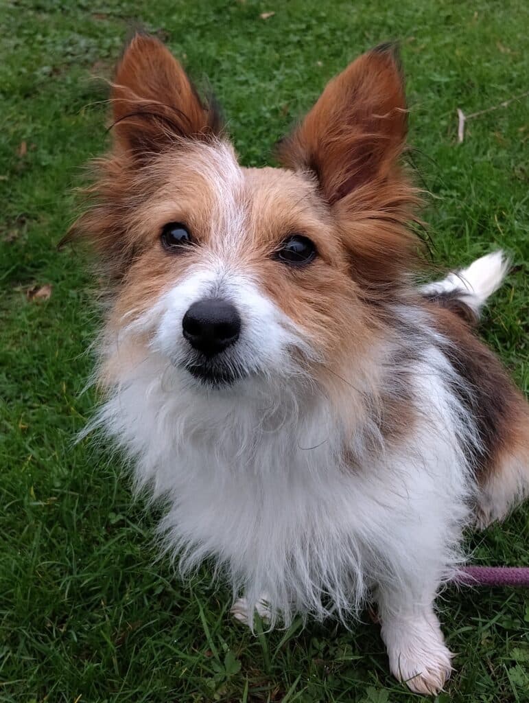 Beau, a 7 years old male Soft Coated Wheaten Terrier available for adoption from Animal Helpline in Cambridgeshire
