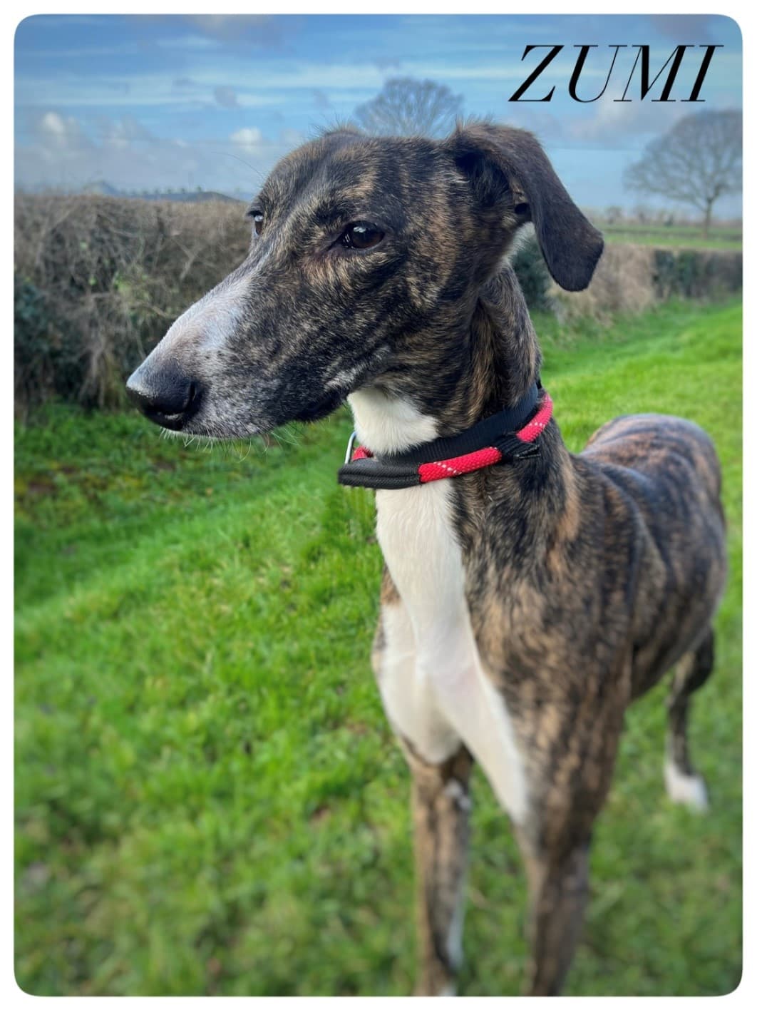 Zumi, a 10 years old male Crossbreed available for adoption from HW Animal Rescue in Herefordshire