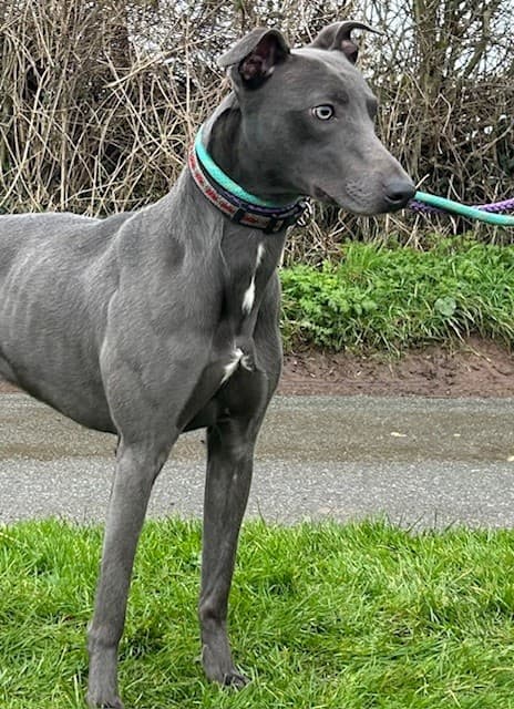 Bow, a 10 years old male Unknown available for adoption from HW Animal Rescue in Herefordshire