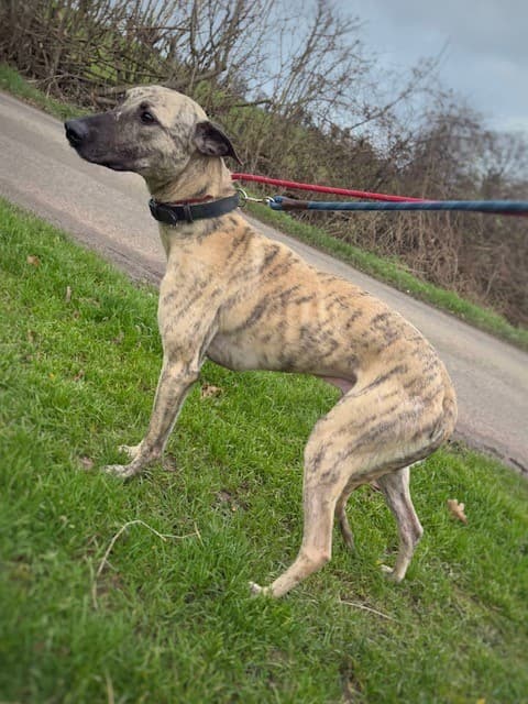 Fraser, a 10 years old male Lurcher available for adoption from HW Animal Rescue in Herefordshire