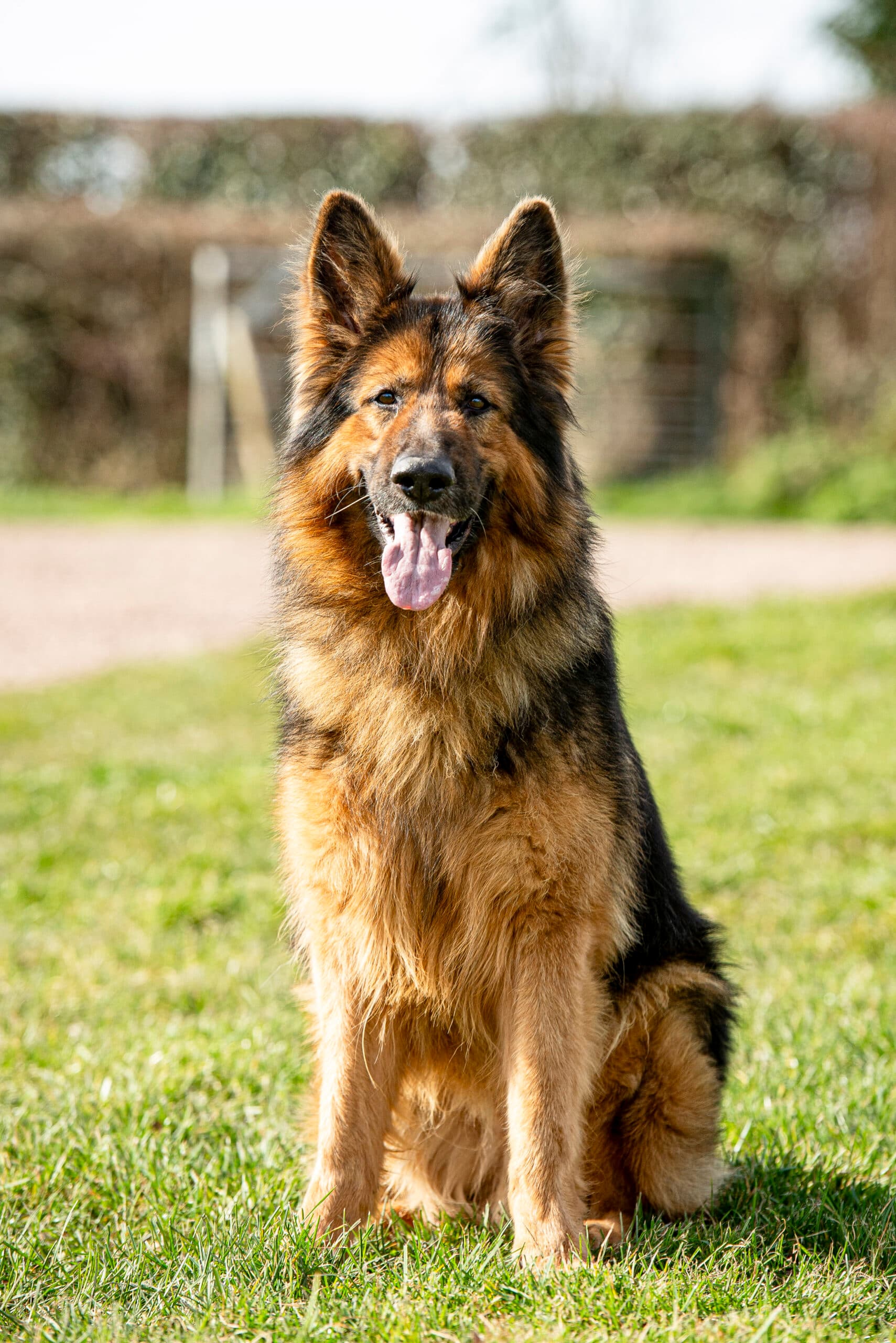 Percy, a 8 years old male German Shepherd available for adoption from HW Animal Rescue in Herefordshire
