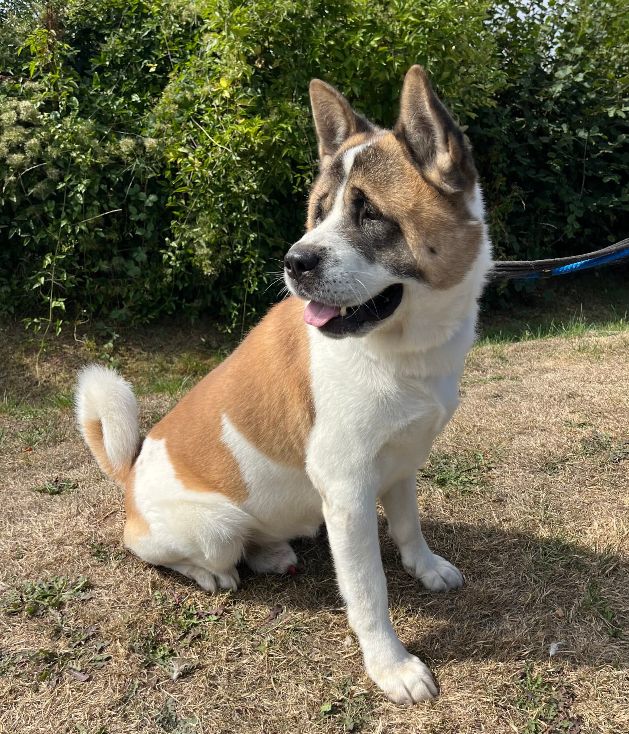 Bear, a 6 years old male Akita available for adoption from HW Animal Rescue in Herefordshire