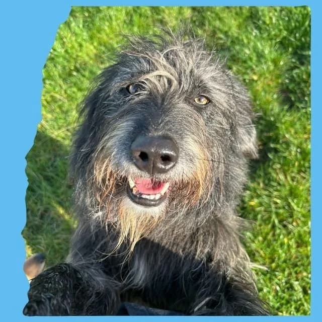 Herbie, a 4 years old female Crossbreed available for adoption from O.U.R Dog Foundation in Greater London