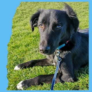 Buddy, a 5 years old unknown Crossbreed available for adoption from O.U.R Dog Foundation in Greater London