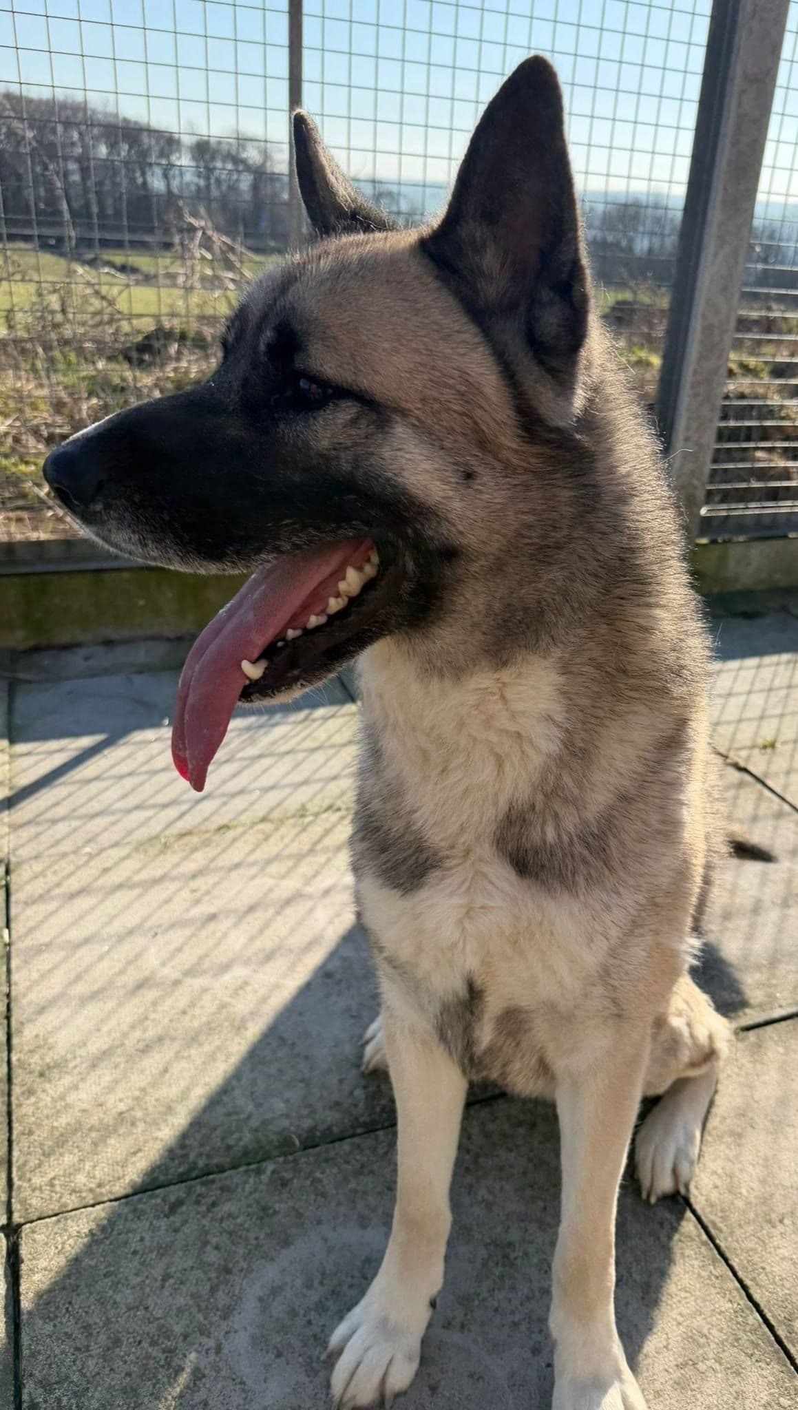 Bruce, a 2 years old male Akita available for adoption from The Cliffe Kennels in South Yorkshire