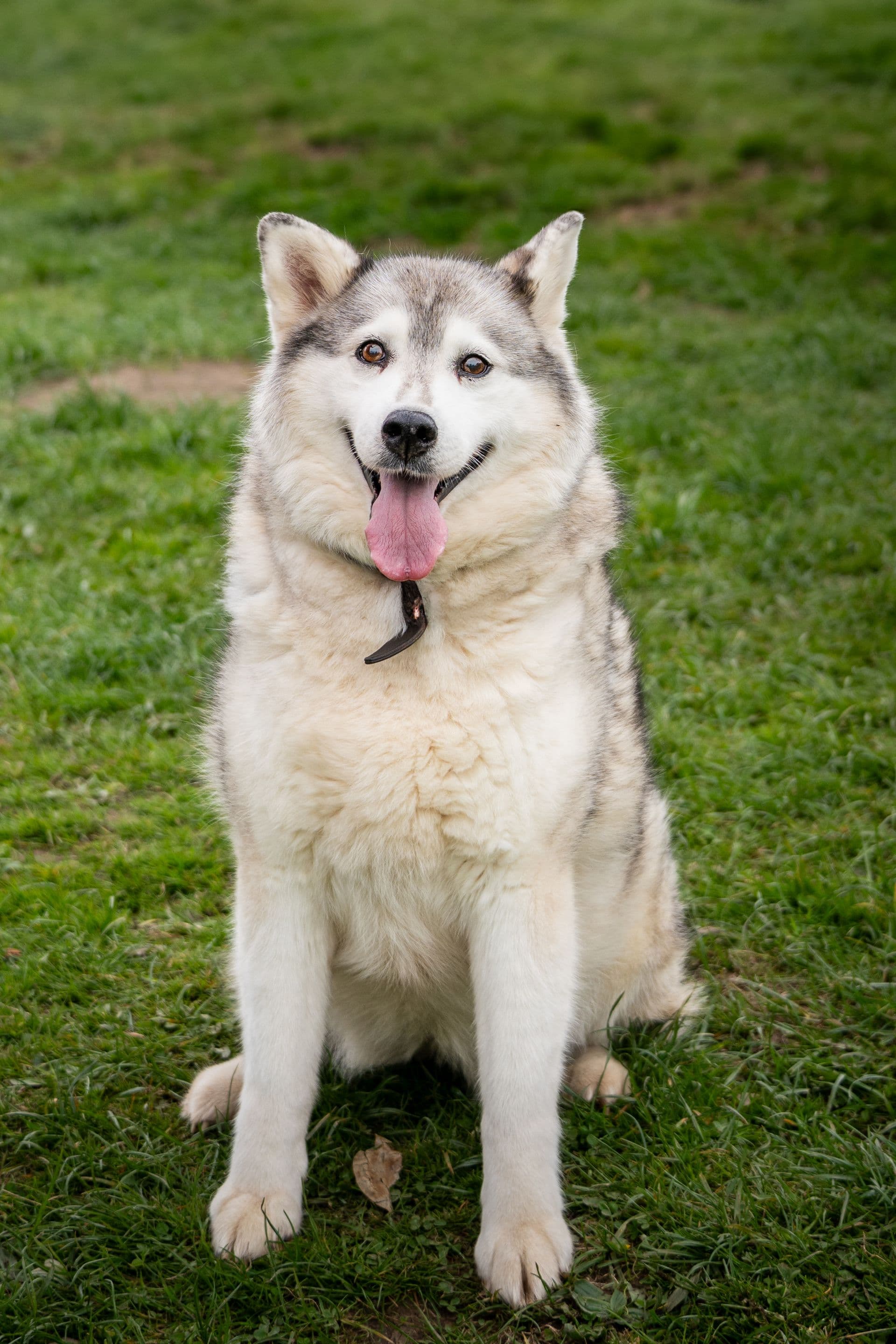 Shakira, a 10 years old female Siberian Husky available for adoption from The Cliffe Kennels in South Yorkshire