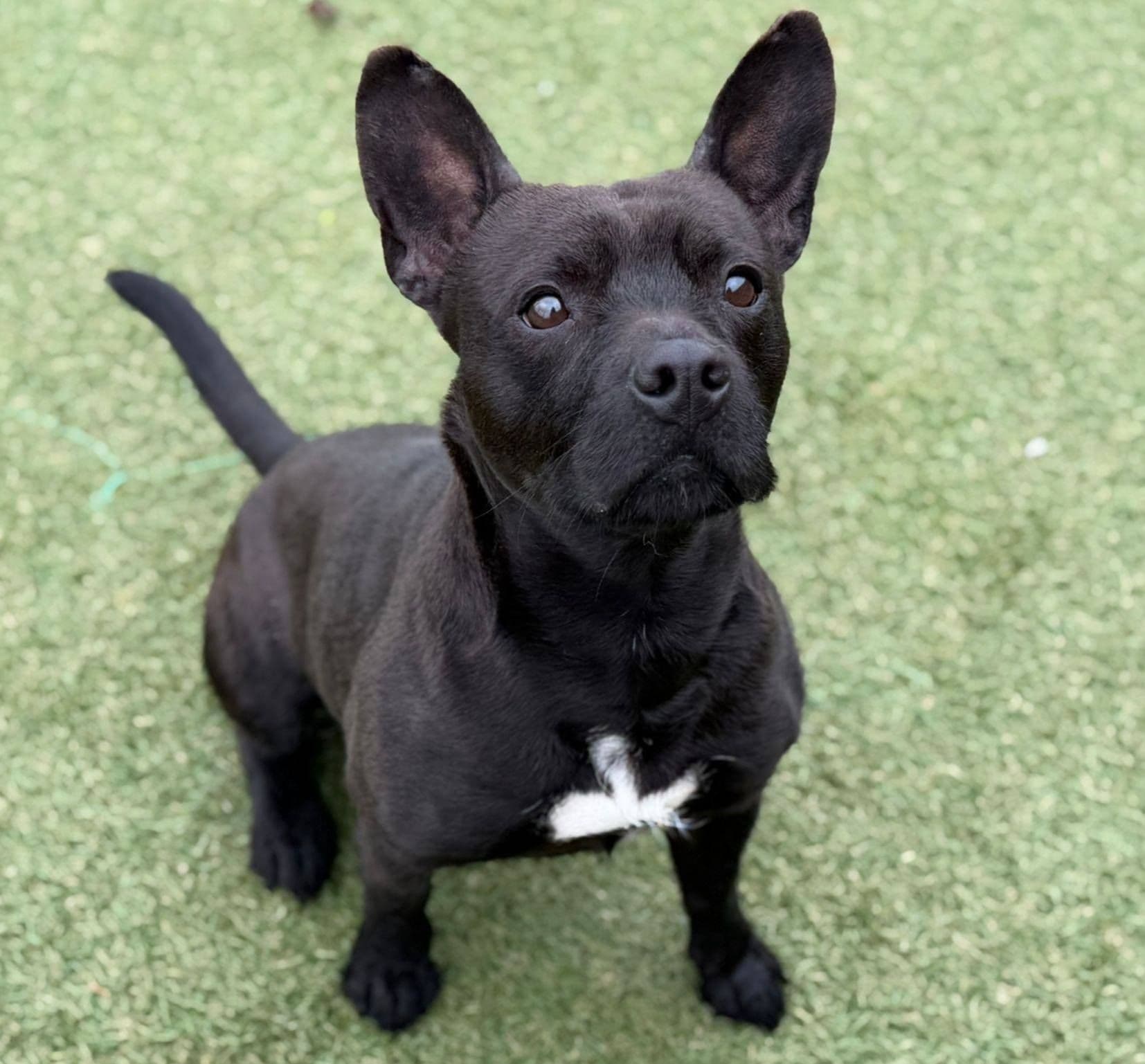 Jack, a 2 years old male Patterdale Terrier available for adoption from The Cliffe Kennels in South Yorkshire