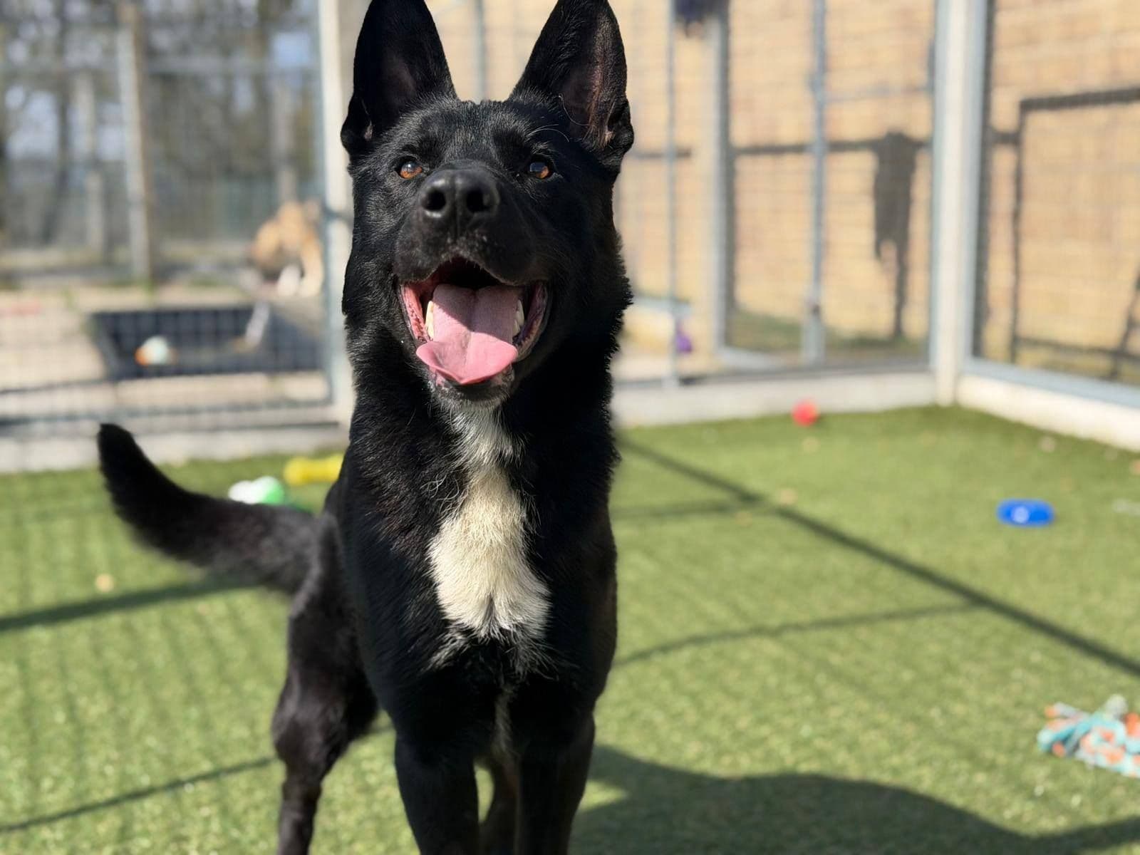Ralphie, a 2 years old male Collie available for adoption from The Cliffe Kennels in South Yorkshire