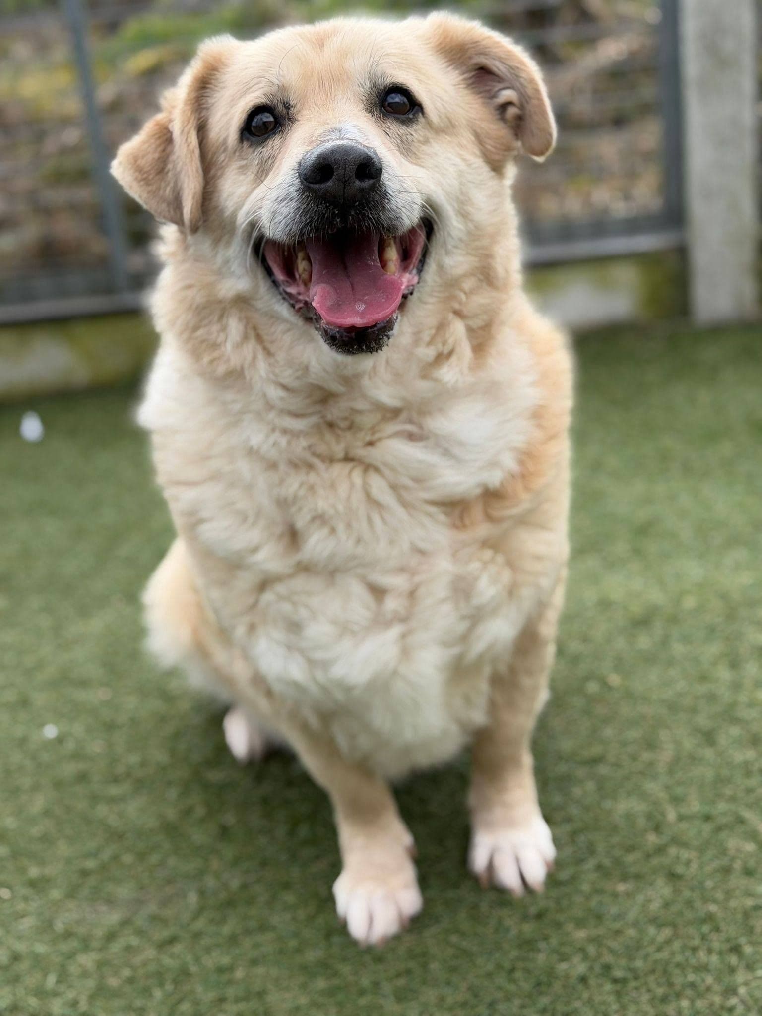 Billy, a 10 years old male Unknown available for adoption from The Cliffe Kennels in South Yorkshire