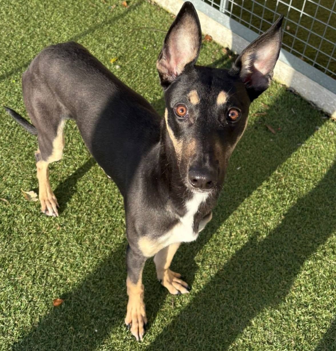 Cassie, a 8 months old female Lurcher available for adoption from The Cliffe Kennels in South Yorkshire